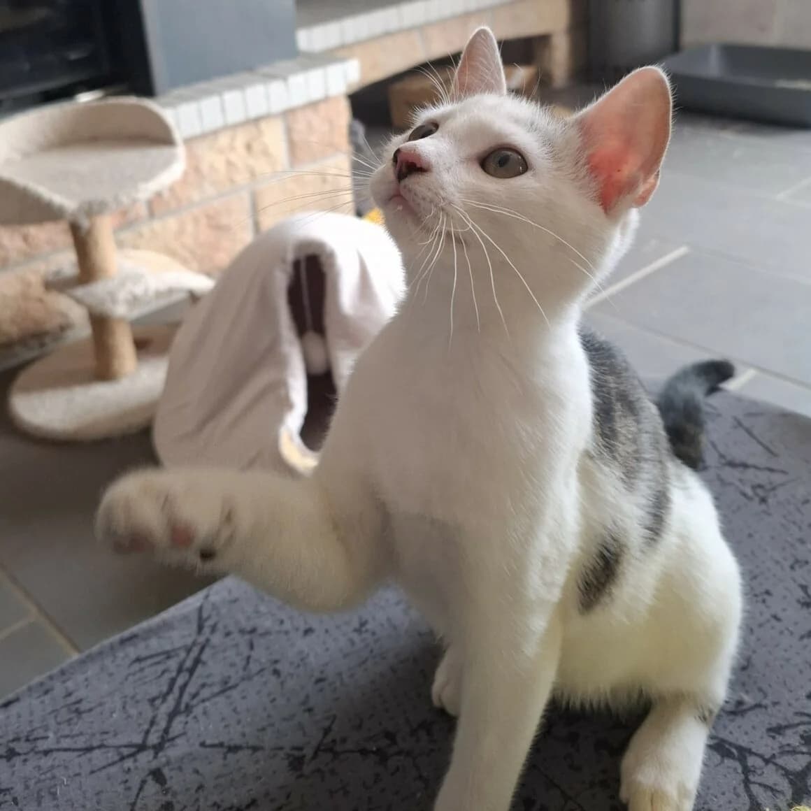 Ananas, male young Mixed Breed for adoption at CAT, chabris