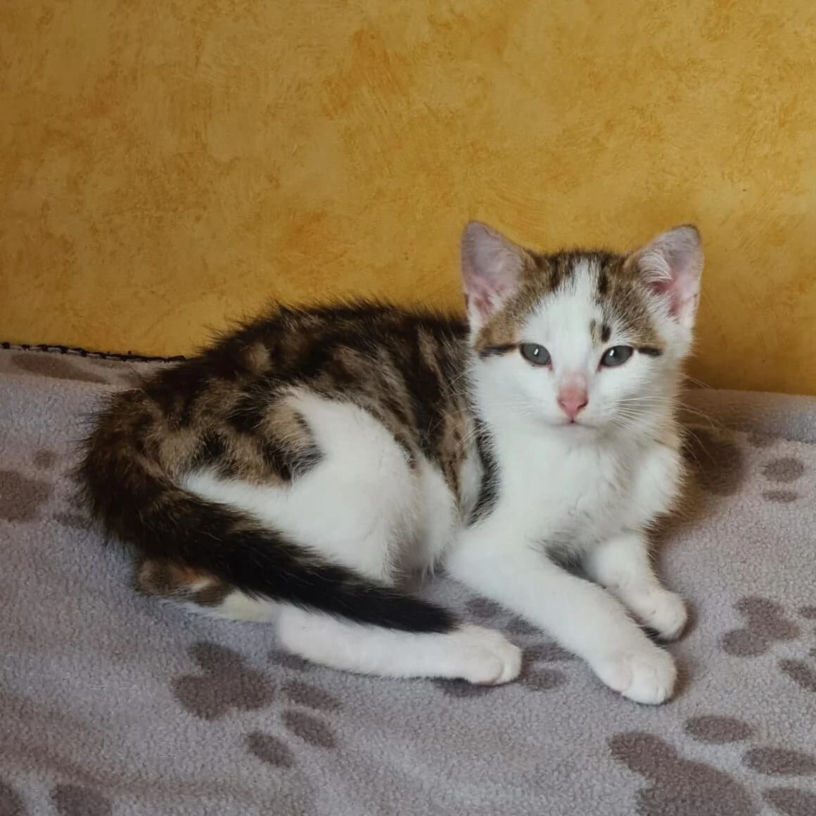 Armagnac, male young Mixed Breed for adoption at CAT, chabris
