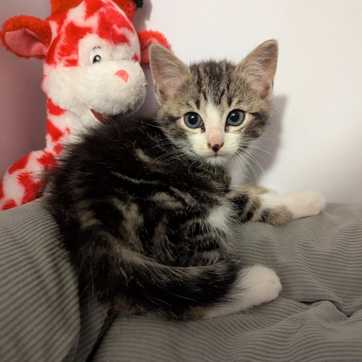 Aquascope, male young Mixed Breed for adoption at CAT, chabris
