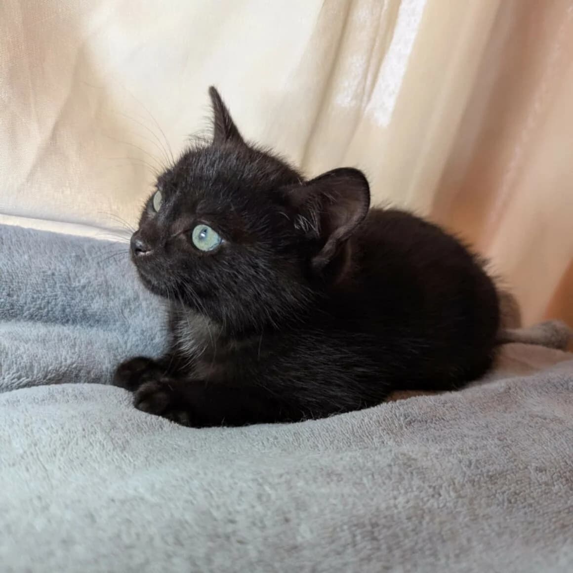 Aquaman, male young Mixed Breed for adoption at CAT, chabris