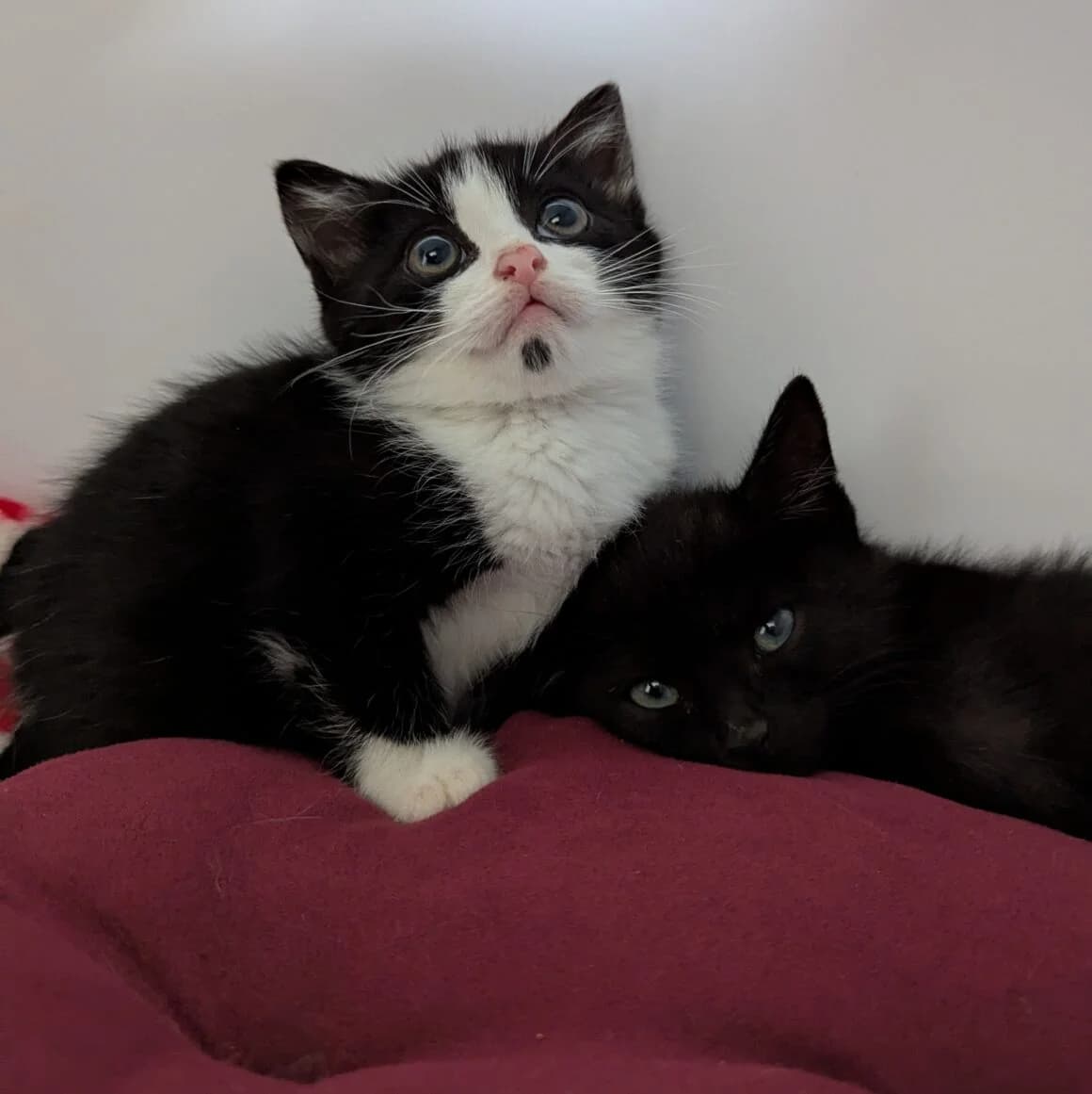 Aquaplaning, male young Mixed Breed for adoption at CAT, chabris