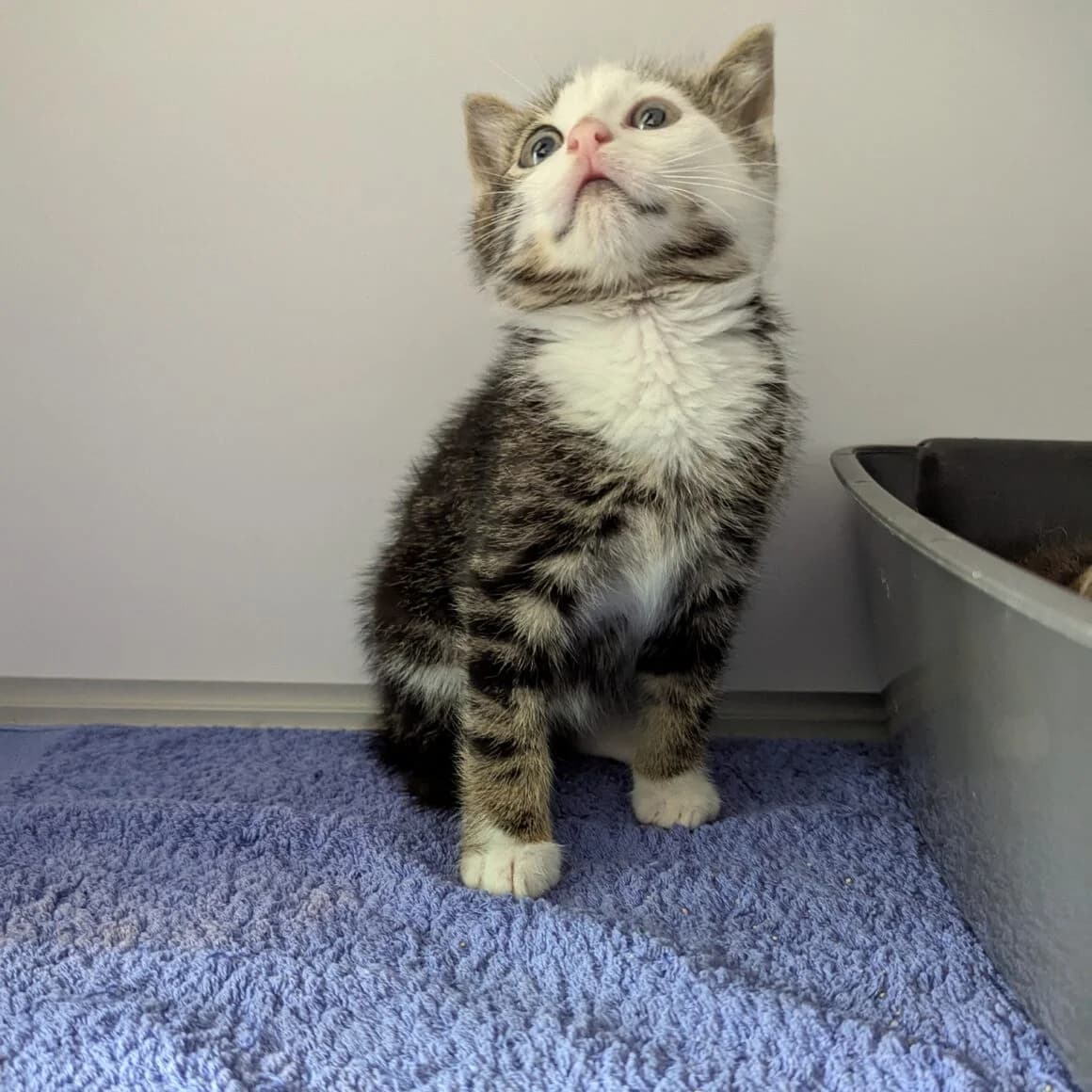 Aquasplash, male young Mixed Breed for adoption at CAT, chabris