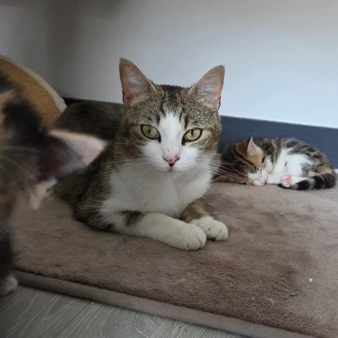 Apinesse, female young Mixed Breed for adoption at CAT, chabris