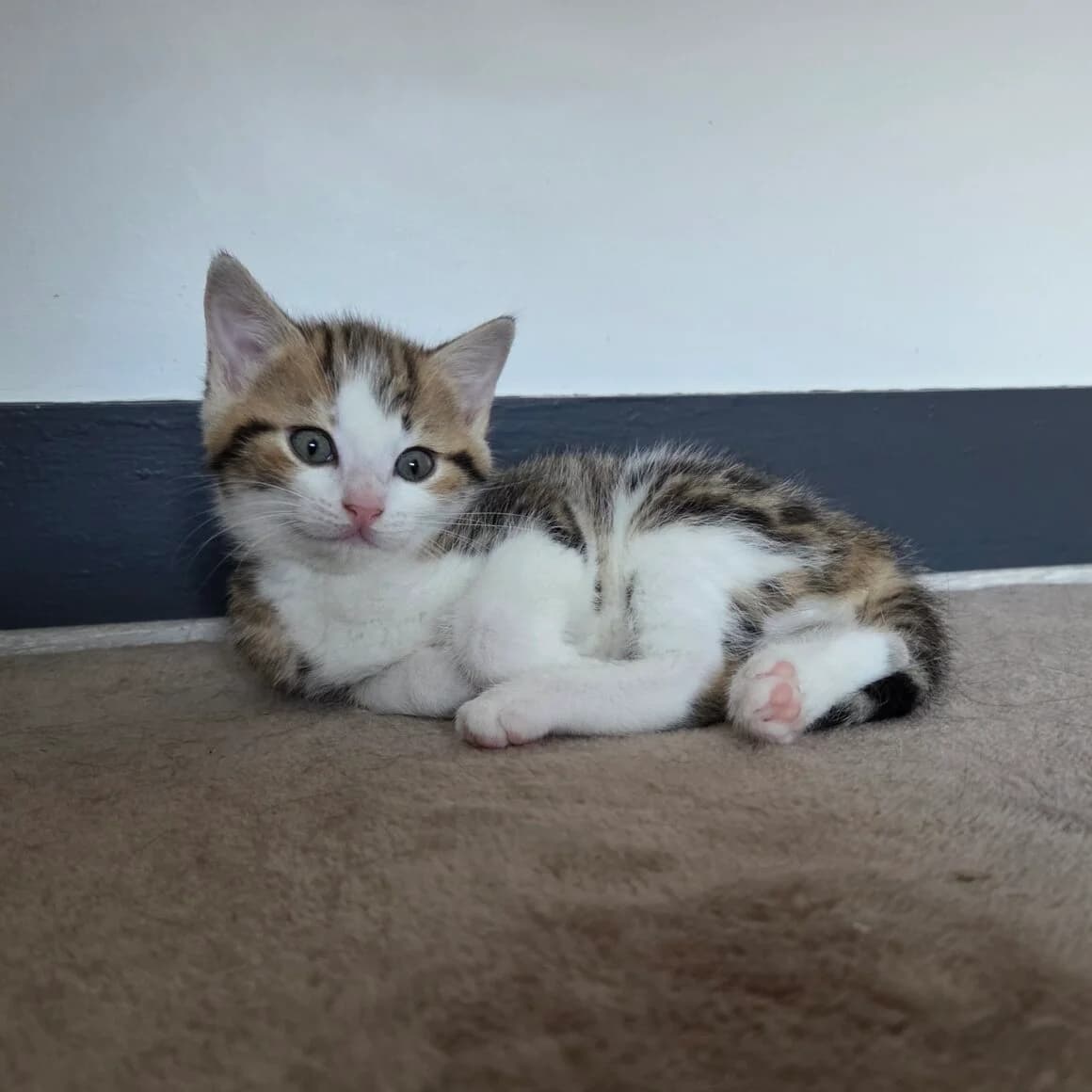 Alambra, female young Mixed Breed for adoption at CAT, chabris