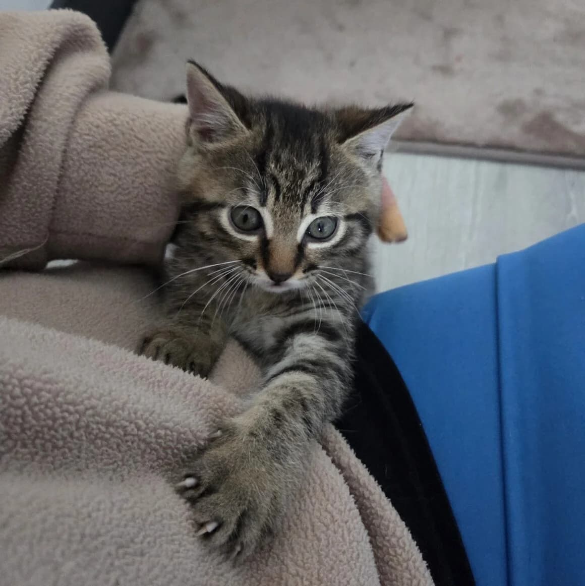 Alibi, male young Mixed Breed for adoption at CAT, chabris