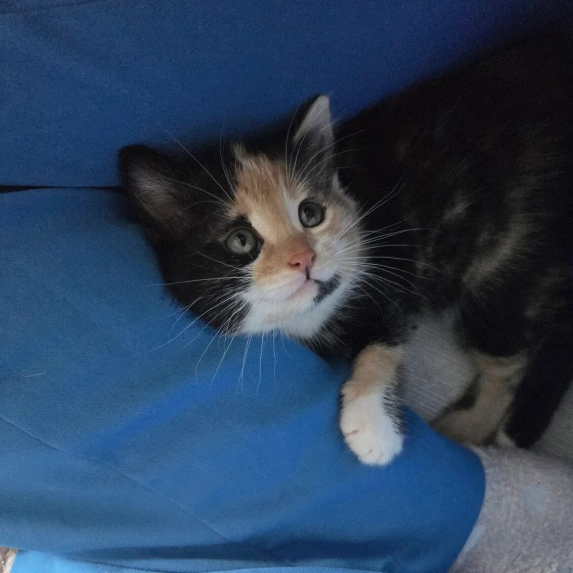 Artifice, female young Mixed Breed for adoption at CAT, chabris