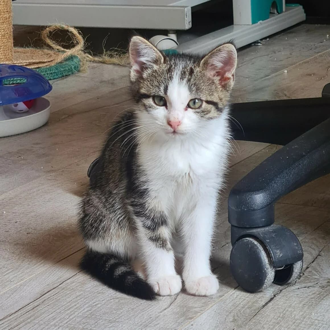 Ababravo, female young Mixed Breed for adoption at CAT, chabris