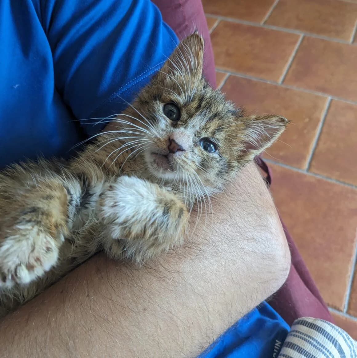 Acajou, male puppy Mixed Breed for adoption at CAT, chabris