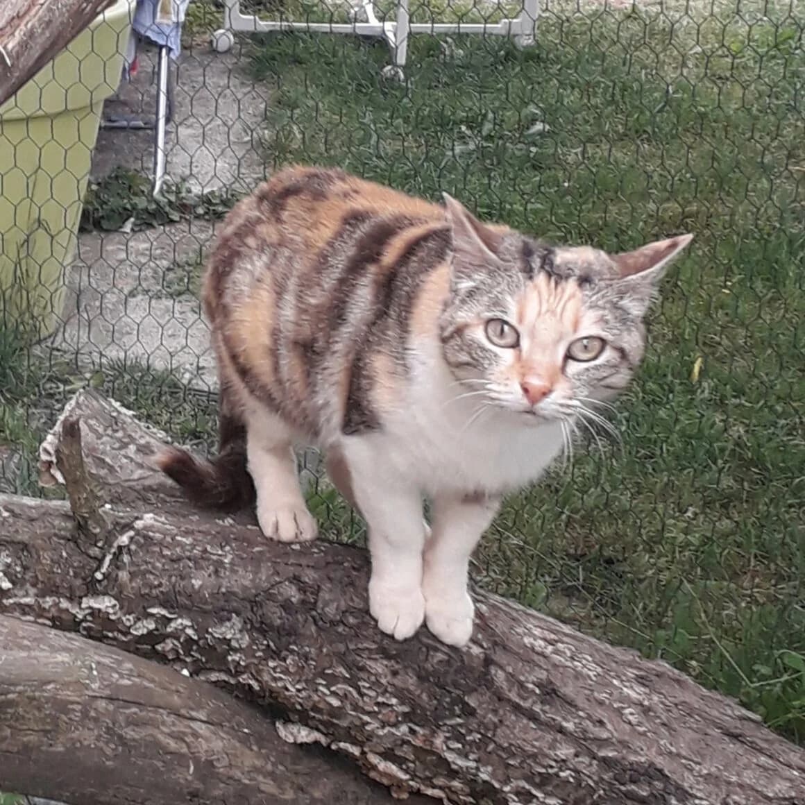 Adora, female young Mixed Breed for adoption at CAT, chabris