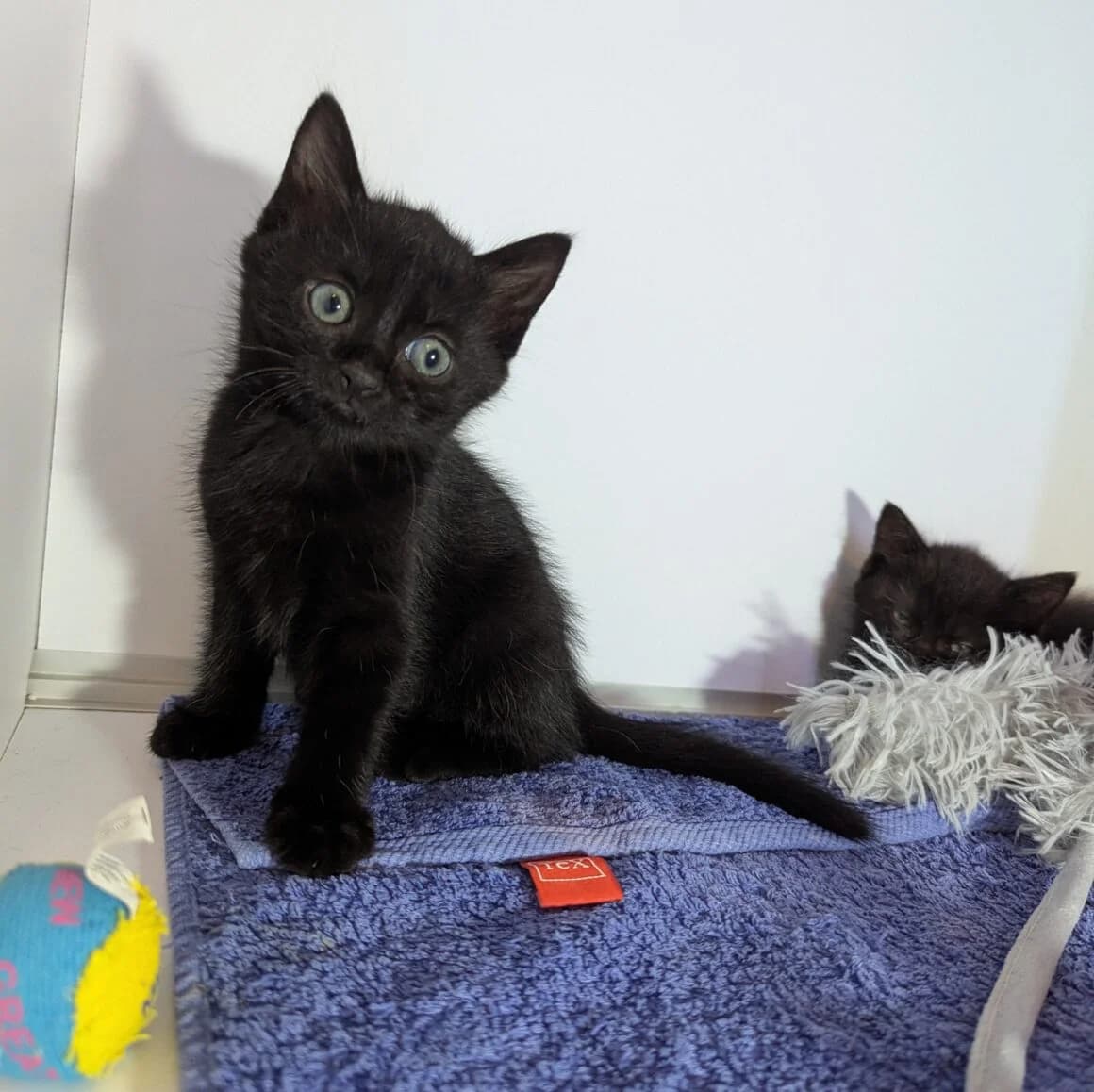 Aldo, male young Mixed Breed for adoption at CAT, chabris