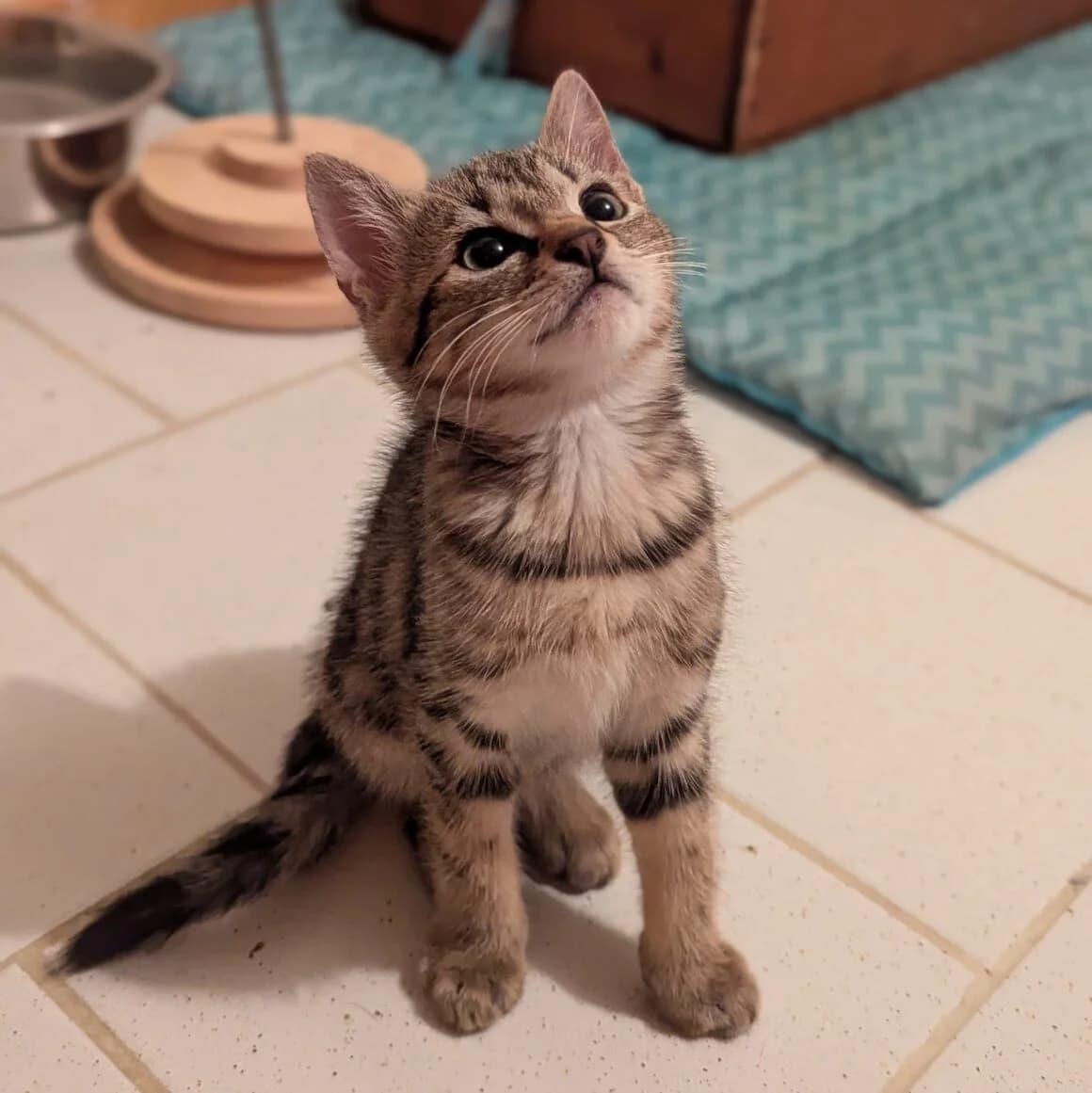 Alvin, male young Mixed Breed for adoption at CAT, chabris