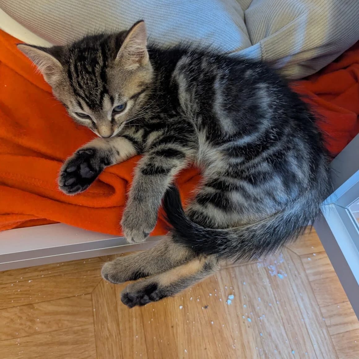 Astro, male young Mixed Breed for adoption at CAT, chabris