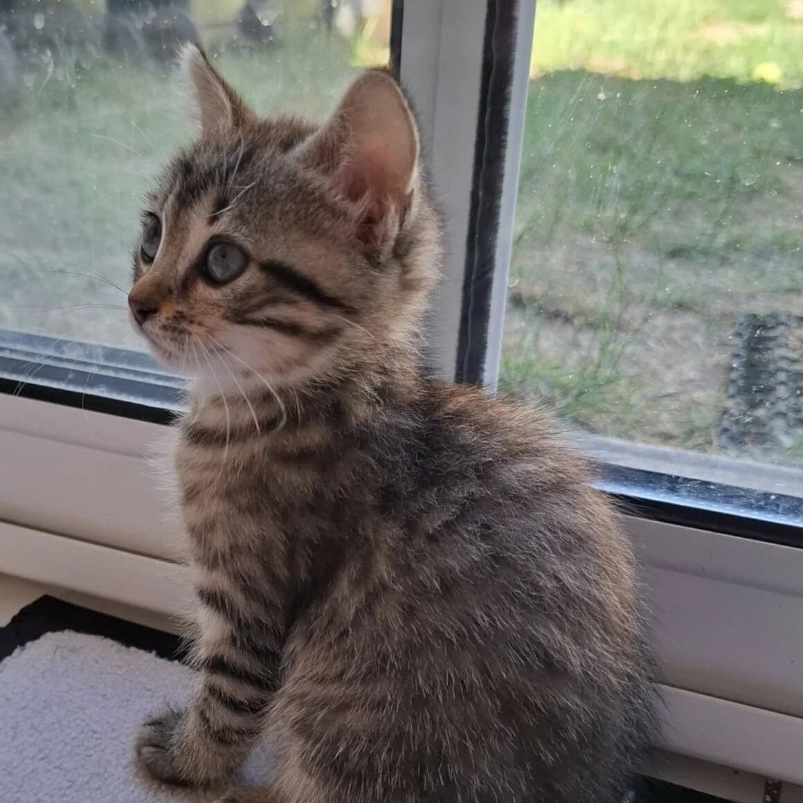 Armel, female young Mixed Breed for adoption at CAT, chabris