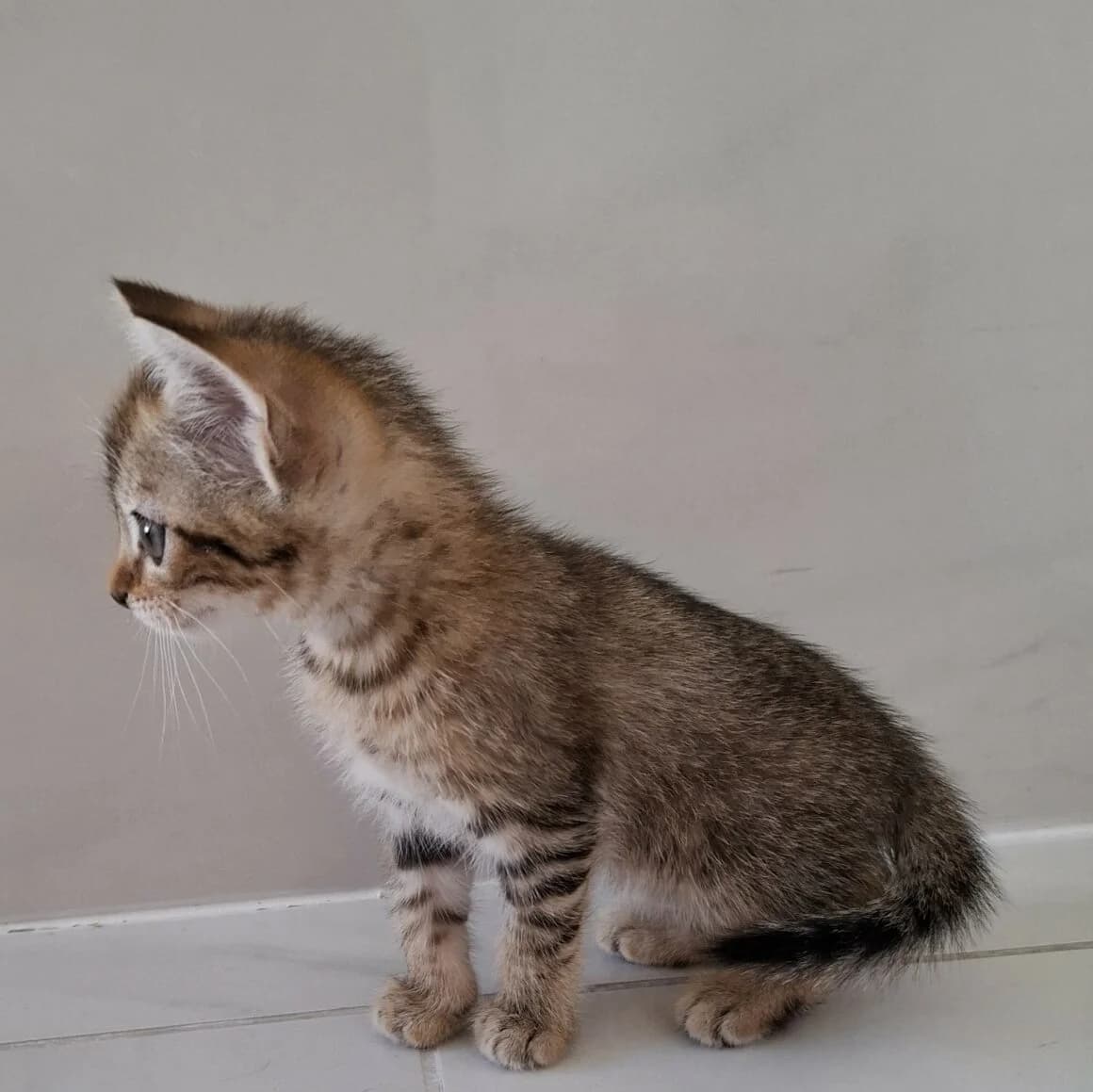 Aya, female young Mixed Breed for adoption at CAT, chabris