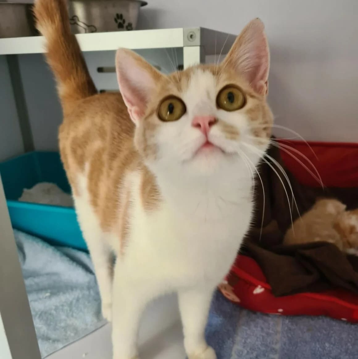 Crème, female young Mixed Breed for adoption at CAT, chabris