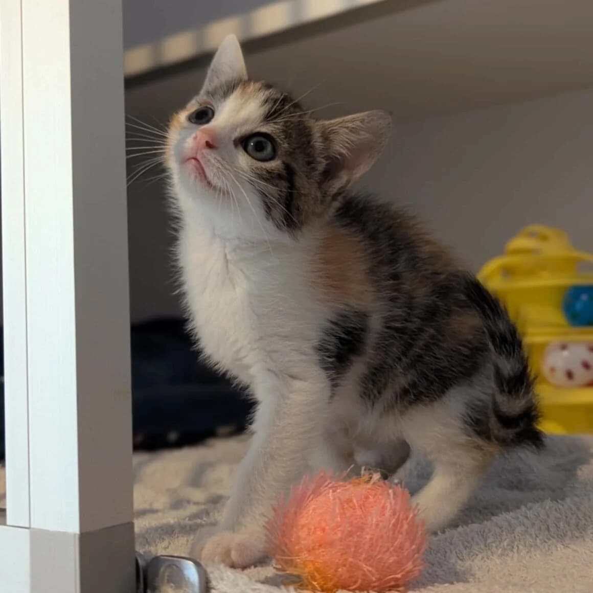 Arizona, female puppy Mixed Breed for adoption at CAT, chabris