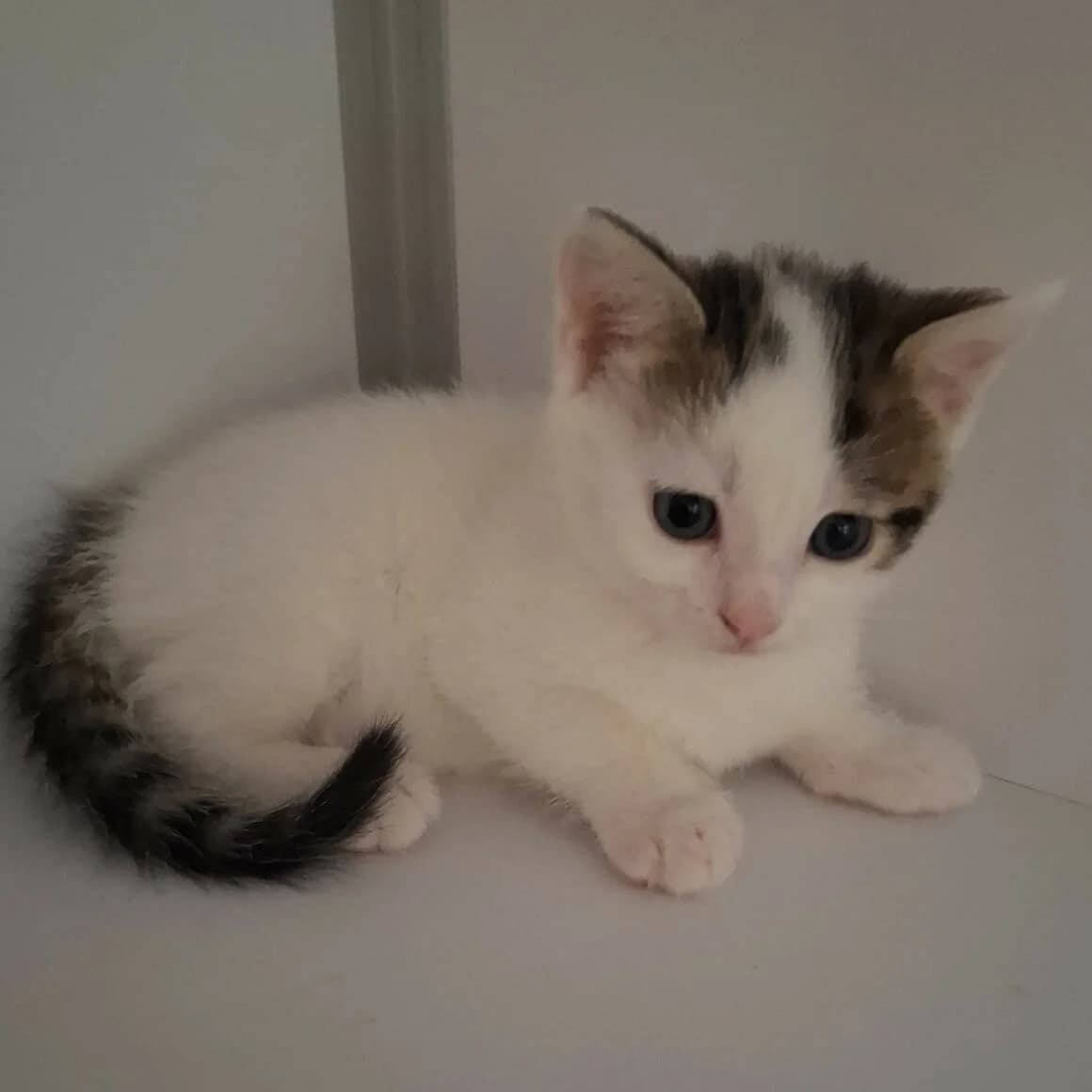Arkansas, male puppy Mixed Breed for adoption at CAT, chabris