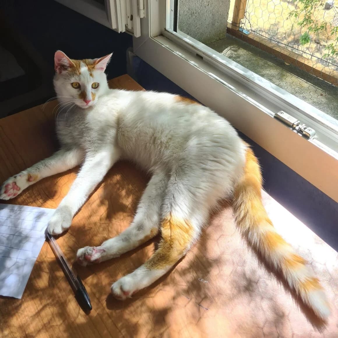 Atlas, male young Mixed Breed for adoption at CAT, chabris
