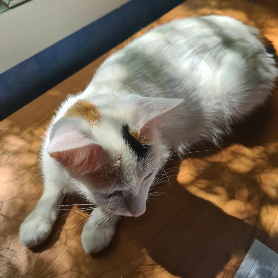 Arc-en-ciel, female young Mixed Breed for adoption at CAT, chabris