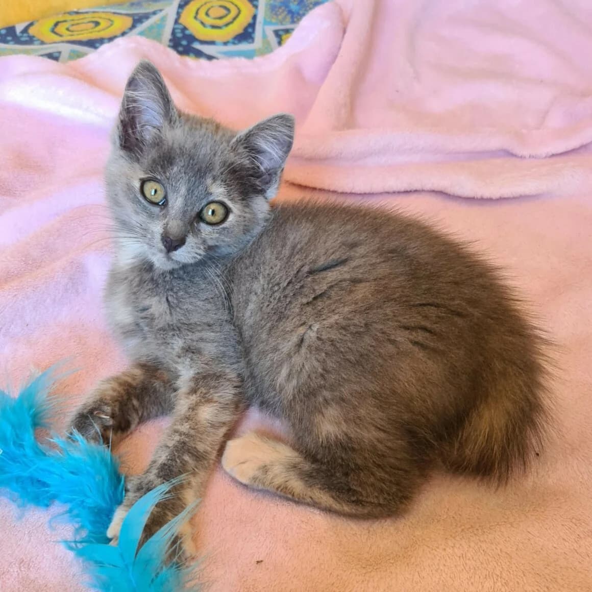 Automne, female young Mixed Breed for adoption at CAT, chabris
