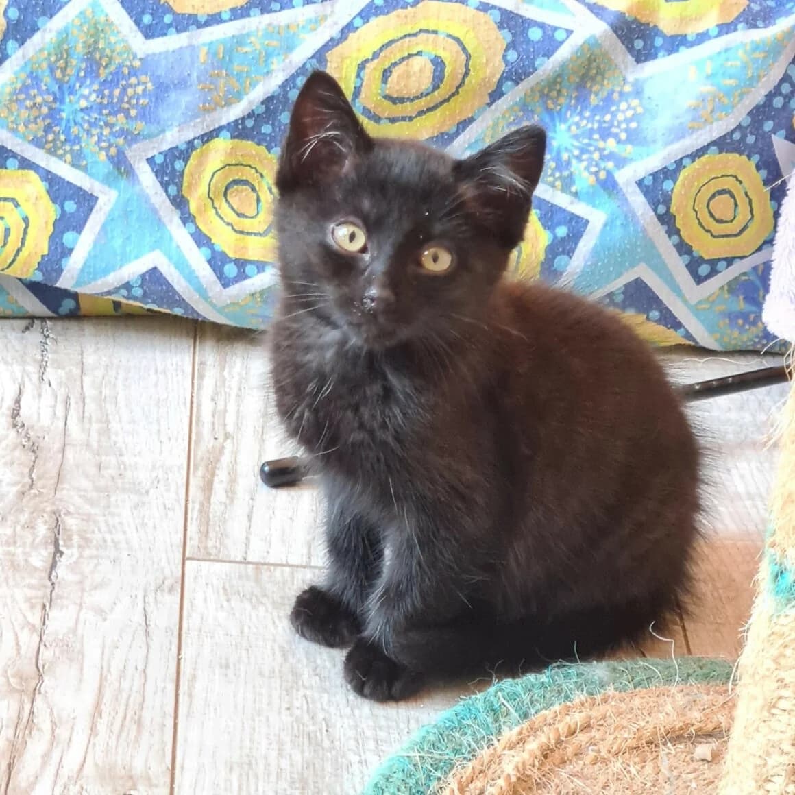 After-Eight, male young Mixed Breed for adoption at CAT, chabris