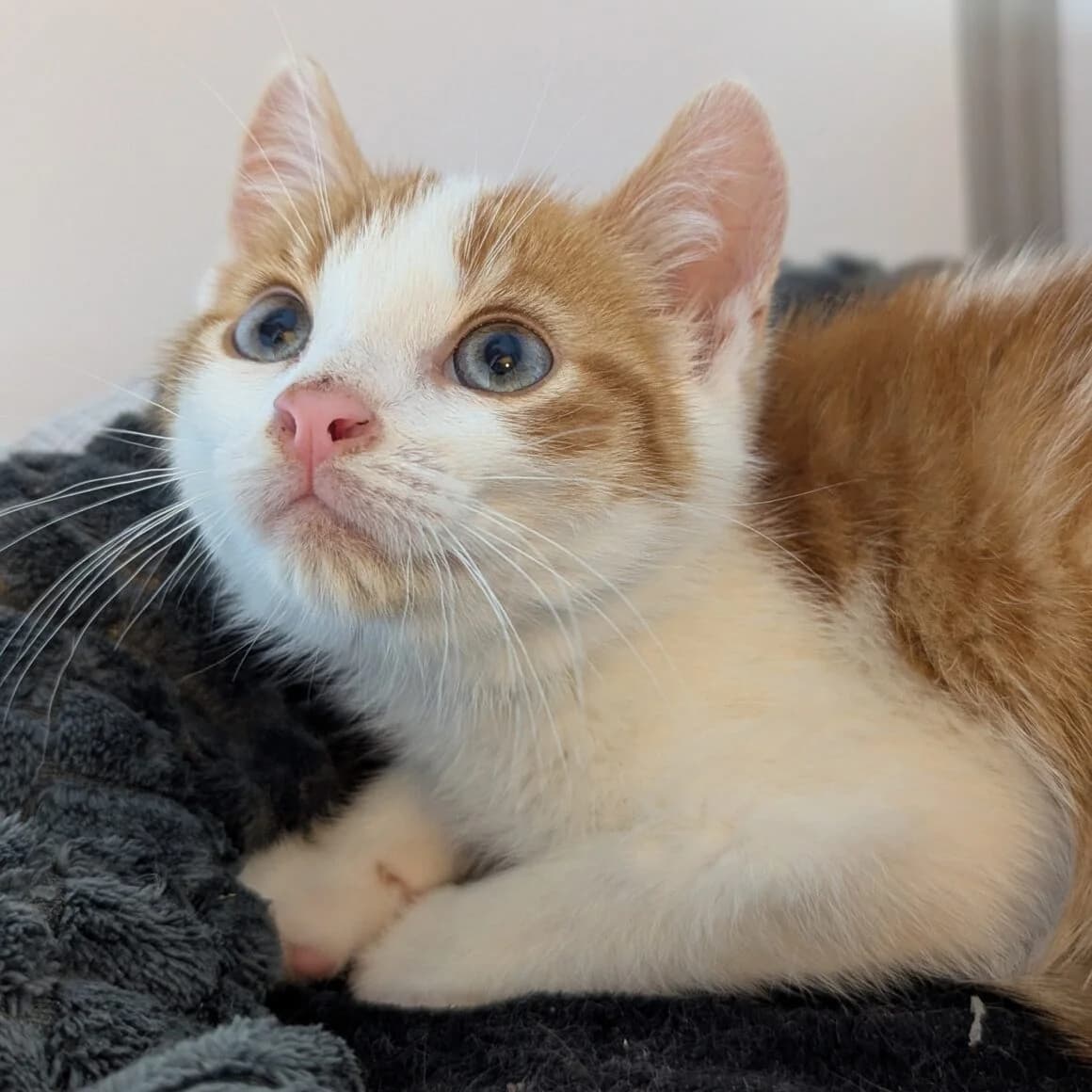 Aslow, male young Mixed Breed for adoption at CAT, chabris