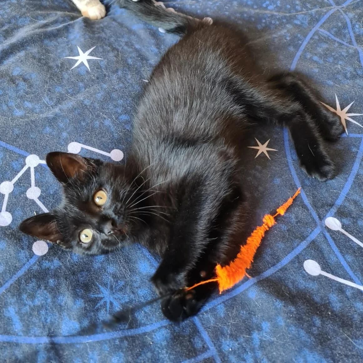 Arsouille, female young Mixed Breed for adoption at CAT, chabris
