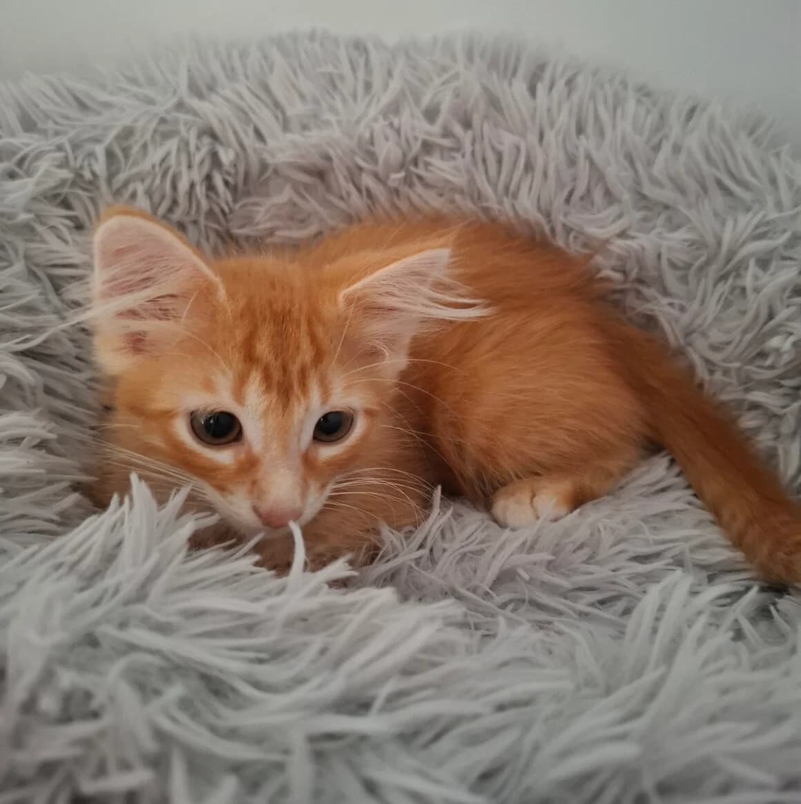 Apéricub, male young Mixed Breed for adoption at CAT, chabris