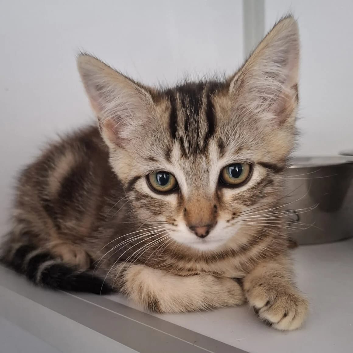 Apéro, male young Mixed Breed for adoption at CAT, chabris