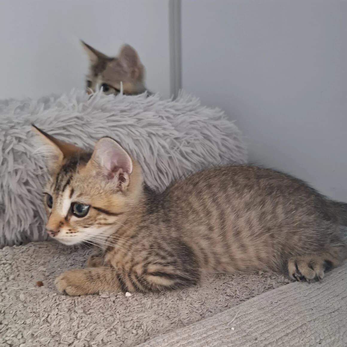 Argus, male young Mixed Breed for adoption at CAT, chabris