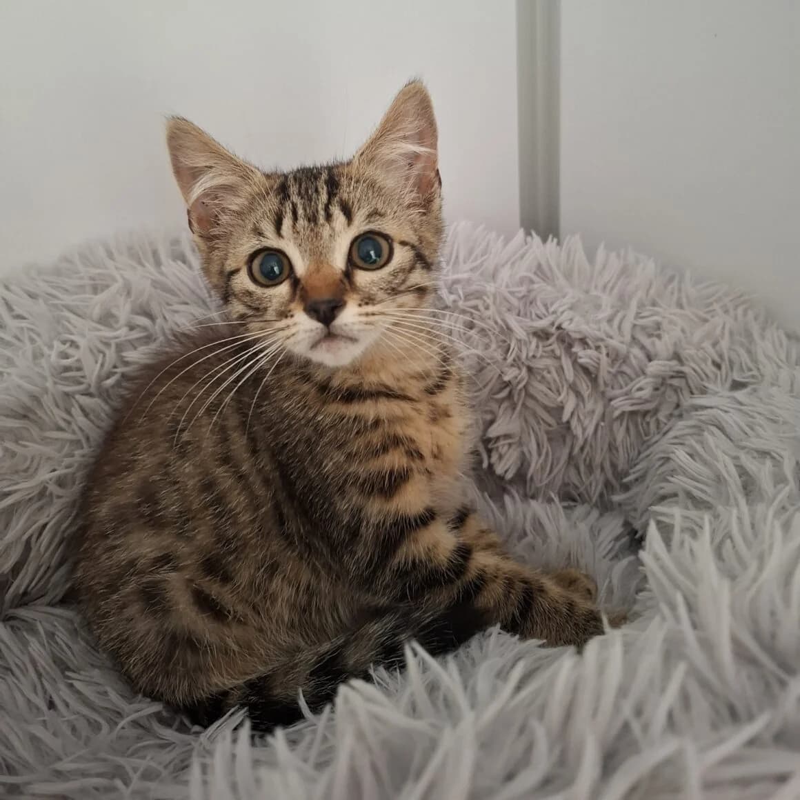 Azimut, male young Mixed Breed for adoption at CAT, chabris