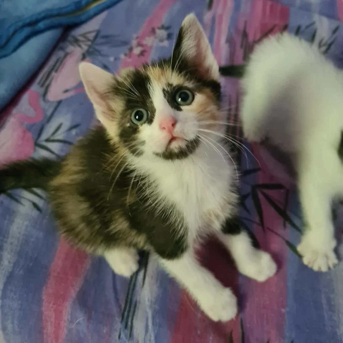 Abyss, female puppy Mixed Breed for adoption at CAT, chabris