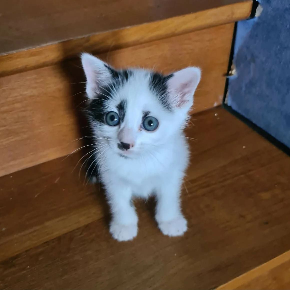 Actarus, male puppy Mixed Breed for adoption at CAT, chabris