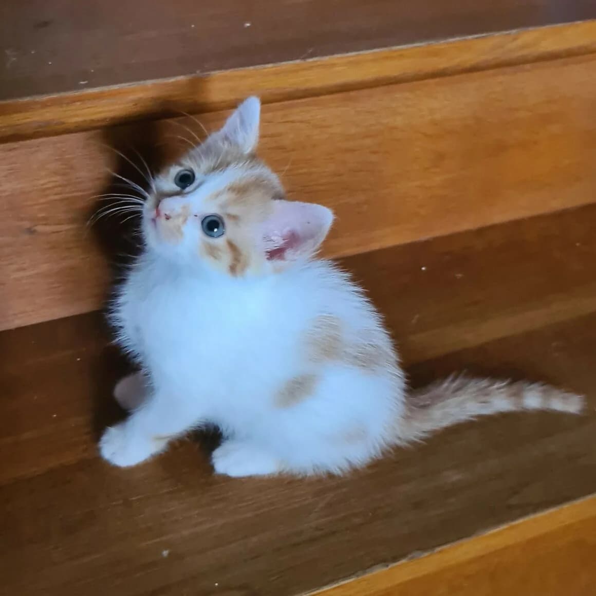 Alonzo, male puppy Mixed Breed for adoption at CAT, chabris
