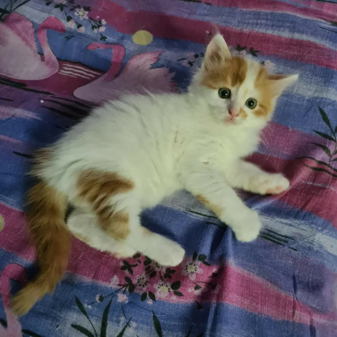 Aribo, male puppy Mixed Breed for adoption at CAT, chabris
