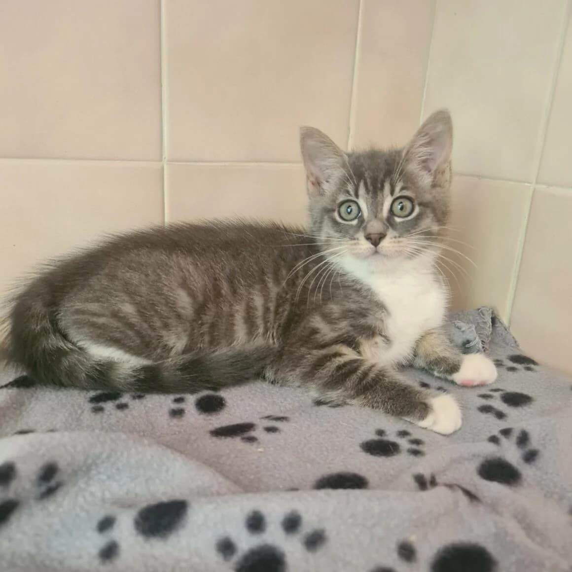 Arsenic, female young Mixed Breed for adoption at CAT, chabris
