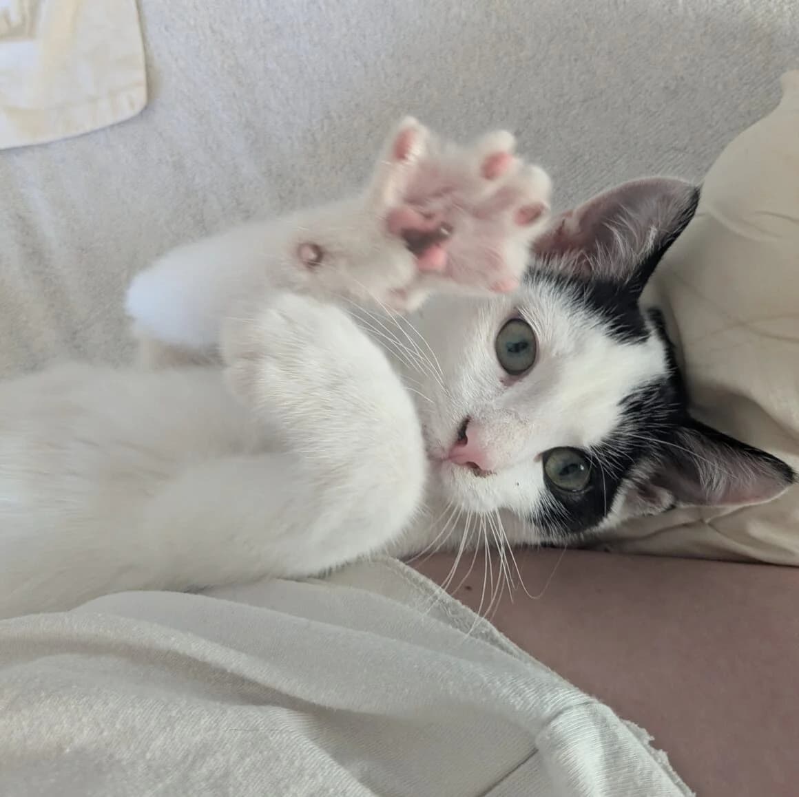 Ajax, male young Mixed Breed for adoption at CAT, chabris