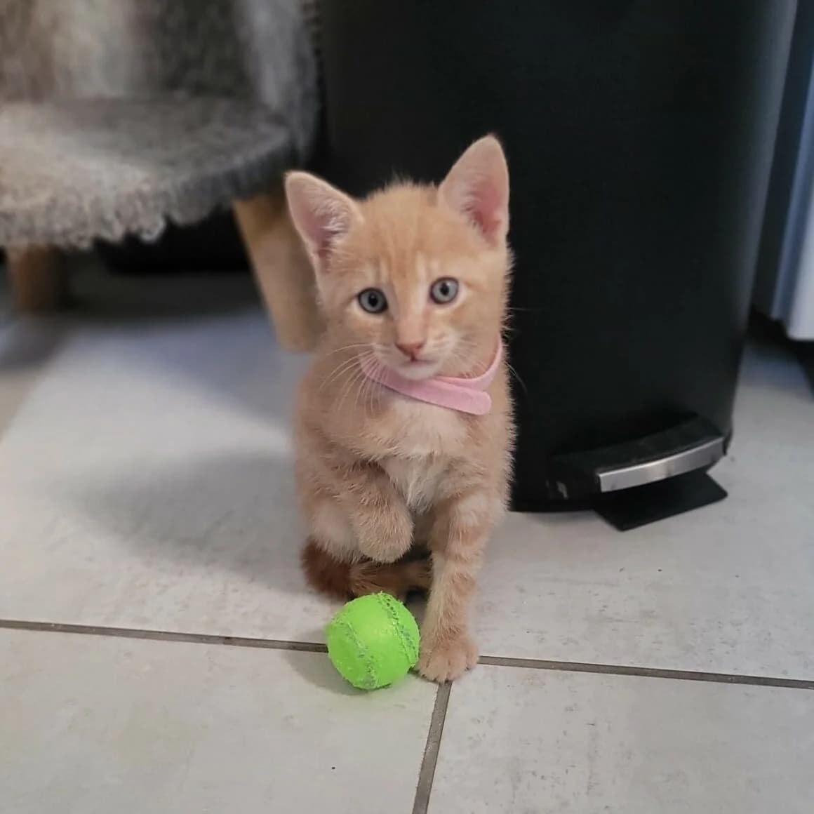 Arthur, male puppy Mixed Breed for adoption at CAT, chabris