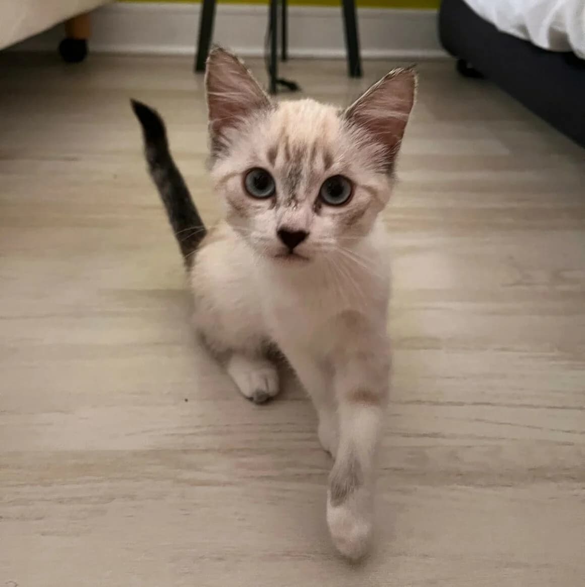 Amira, female young Mixed Breed for adoption at CAT, chabris