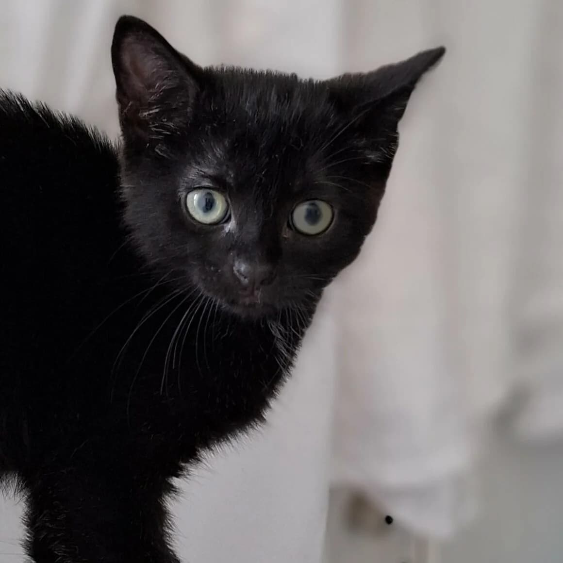 Aquali, female puppy Mixed Breed for adoption at CAT, chabris