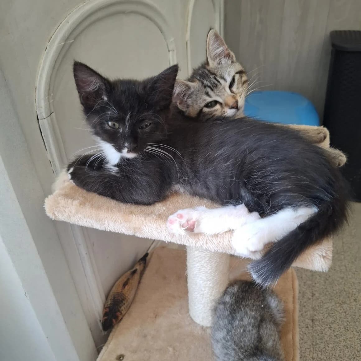 Fleur, female young Mixed Breed for adoption at CAT, chabris
