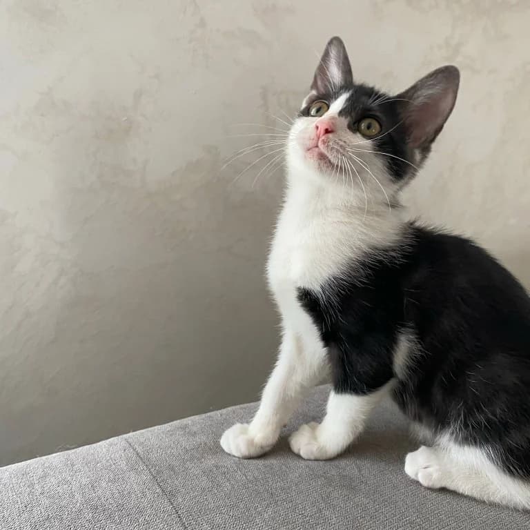 Aloès, female puppy Mixed Breed for adoption at CAT, chabris
