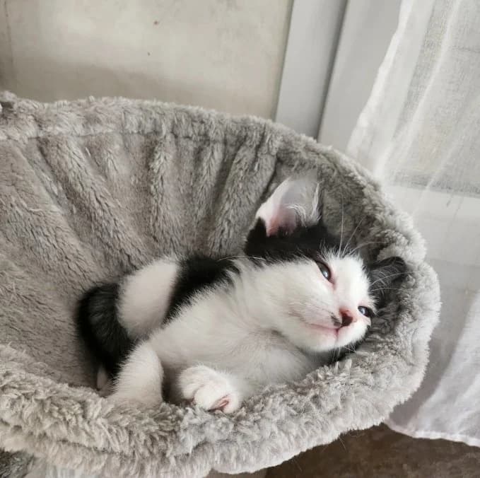 Arrow, male puppy Mixed Breed for adoption at CAT, chabris