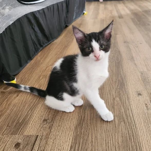 Awaï, male puppy Mixed Breed for adoption at CAT, chabris