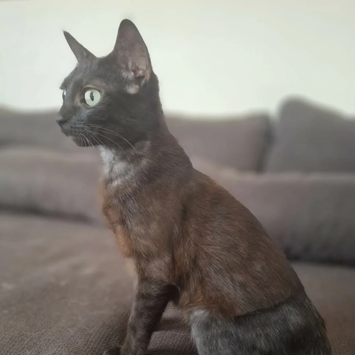 Lucrèce, female young Mixed Breed for adoption at CAT, chabris