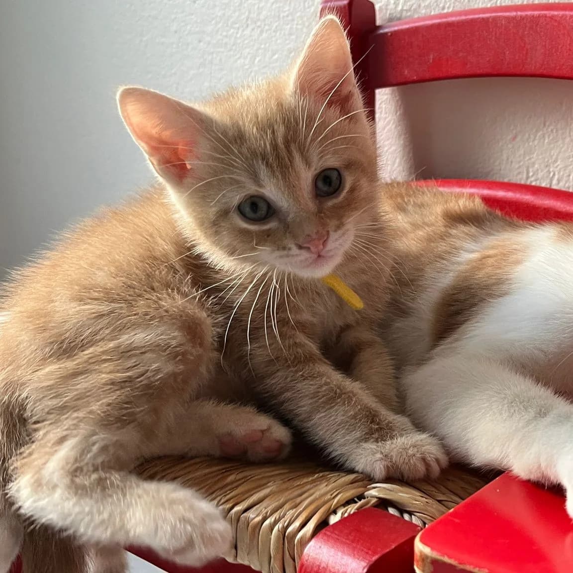 Achille, male puppy Mixed Breed for adoption at CAT, chabris