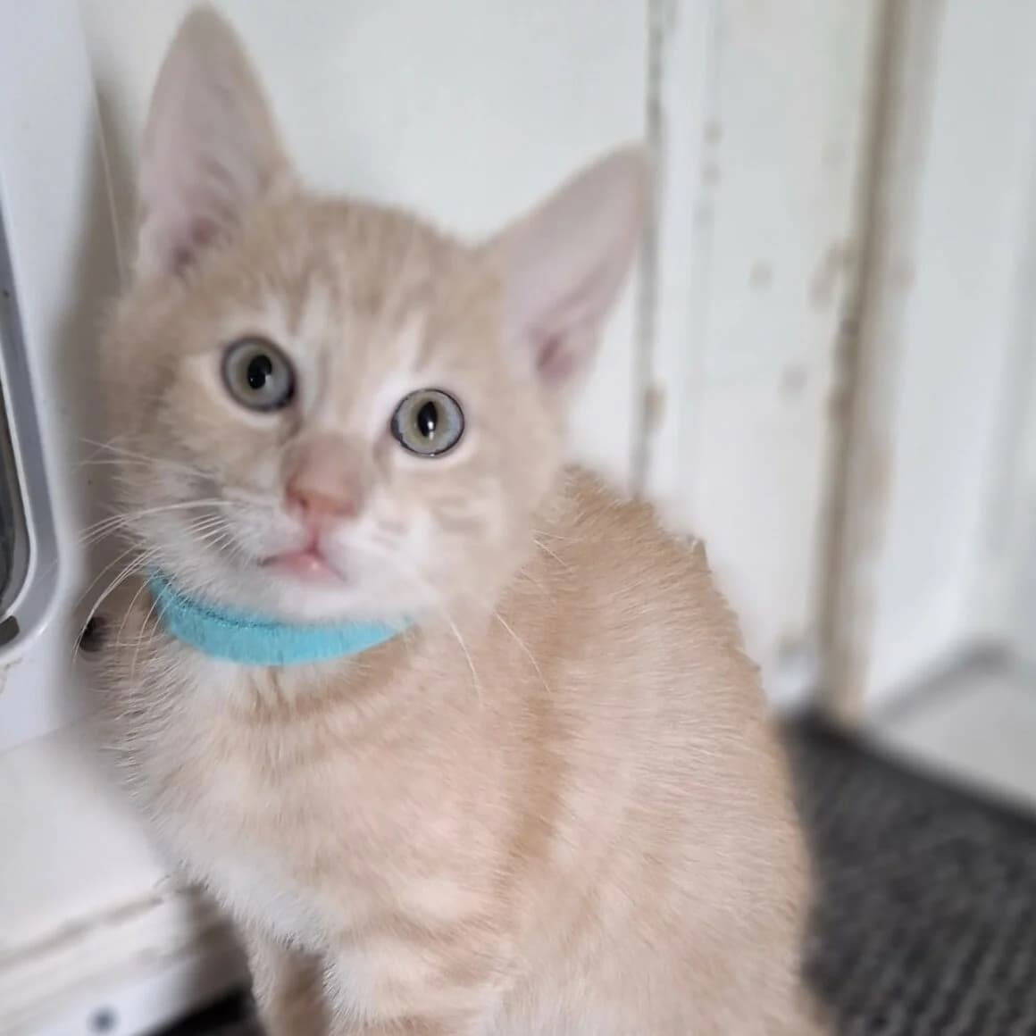 Anatole, male puppy Mixed Breed for adoption at CAT, chabris