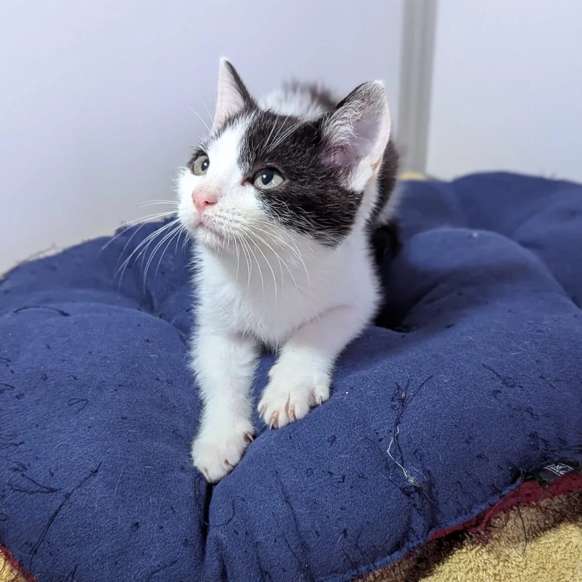 Austin, male puppy Mixed Breed for adoption at CAT, chabris
