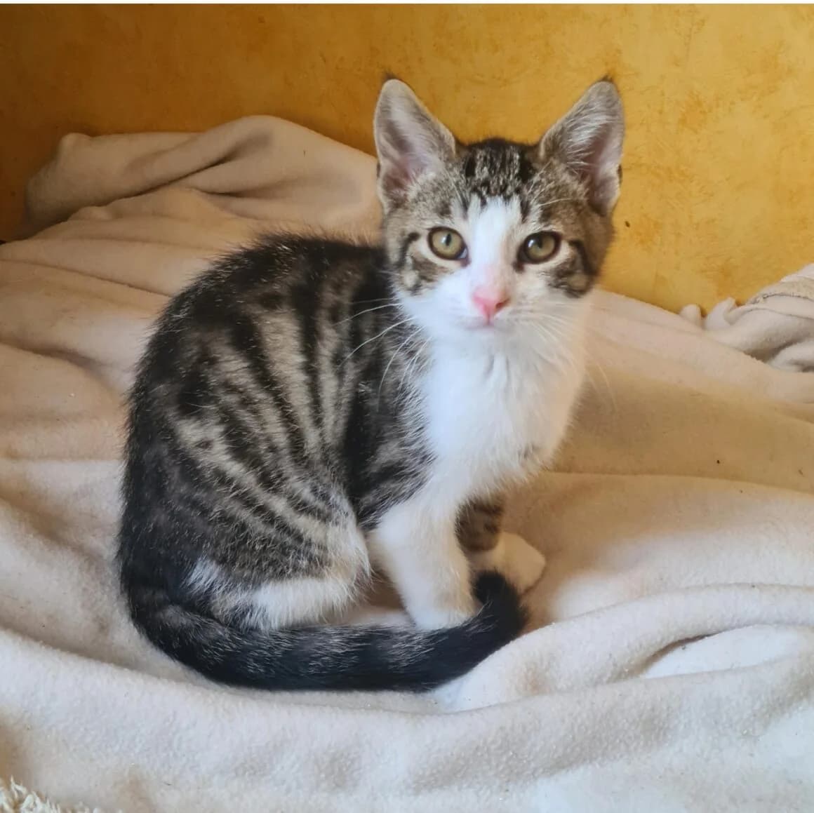 Alistaire, male puppy Mixed Breed for adoption at CAT, chabris