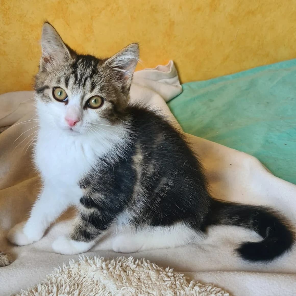 Archibald, male puppy Mixed Breed for adoption at CAT, chabris